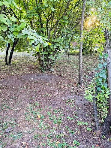 Torpaq sahələrinin satışı: 6 sot, Tikinti, Mülkiyyətçi, Kupça (Çıxarış) — 6