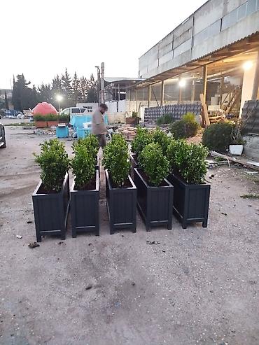pelarqoniya bitkisi: Bir başa sexdən.Sex qiymətinə hazır 120 ədəd qalıb ♦️Endrim 2026 — 2