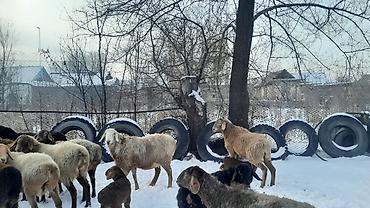 Баран, овца: Продаю | Овца (самка) | Полукровка | Для разведения | Племенные — 11