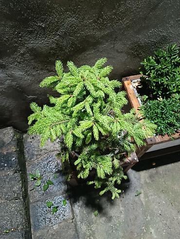 yolka: Qara küknar (Picea) – qablarda əkilmiş dekorativ həmişəyaşıl — 3
