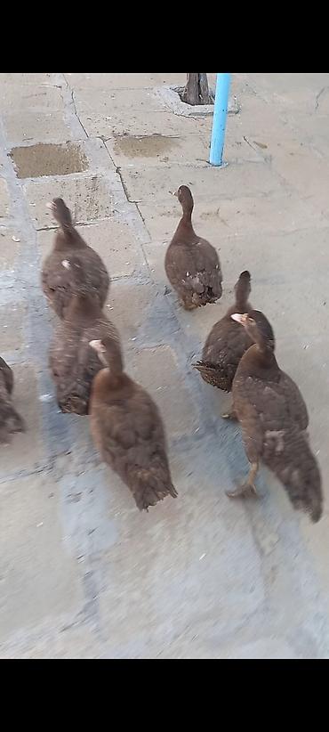 2aylıq qırmızı öküzlər Muscovy (hind) ördəkləri – tünd qəhvəyi rəng - lalafo.az -da 2aylıq qırmızı öküzlər Muscovy (hind) ördəkləri – tünd qəhvəyi rəng -