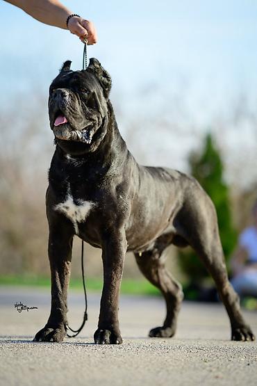 obuca ps: Sa zadovoljstvom predstavljamo novo leglo Cane Corso štenaca iz — 8