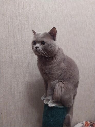 ищу подругу in Кыргызстан | СОБАКИ: Вязка!!! Британский чистокровный лиловый кот ищет подругу! Развязан