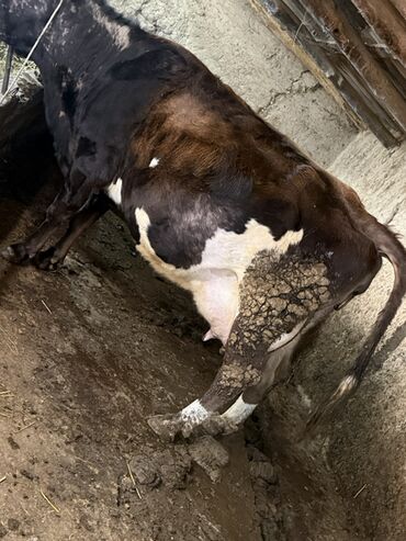 Коровы, быки: Продаю | Корова (самка) | Для молока | Привязанные — 3