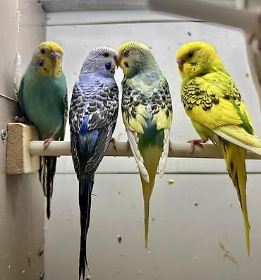 Птицы: Волнистые попугаи в комплекте с клеткой. Описание: - Яркие волнистые — 6