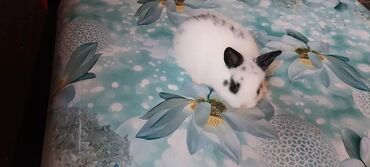 Dovşanlar: 🟠 Ev dovşanı balalarına super endirim kampaniyası. müvəqqəti olaraq 50 — 25