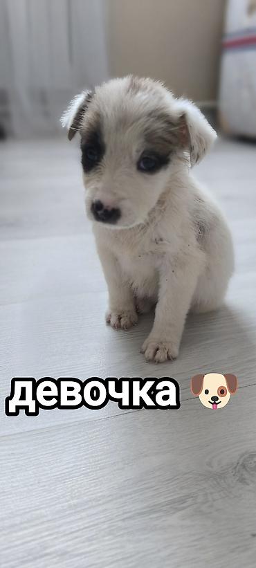 токмок собака: Щенки метисы, возраст примерно 1–1,5 месяца. В помёте есть мальчик — 3