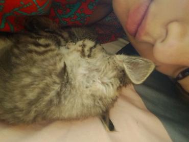 животные домашние: Потерялся котёнок в Баткин 1 2 месяца ушёл вчера и не вернулся — 2