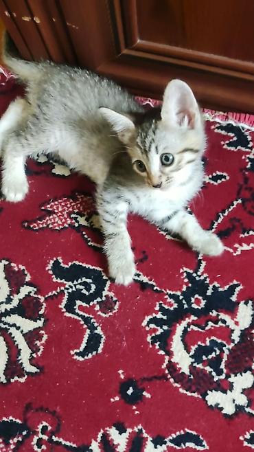 kot: Tabbi, Yaxşı əllərə — 9