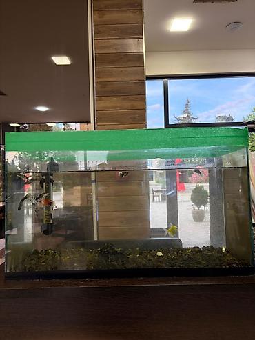Akvariumlar: Akvaryum komplekti - Şüşə akvaryum: təxminən orta ölçü, düzbucaqlı — 1