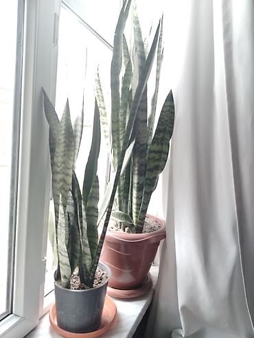 sansevieria gulu: Sansevieria (Qaynanadili) otaq bitkisi - Növ: Sansevieria trifasciata — 2