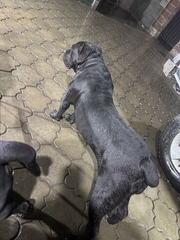 Продажа собак: Кане-корсо, 2 месяца, Самец — 4