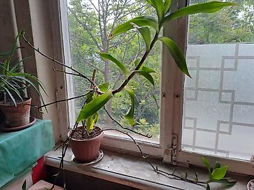 болмо гулу: Золотой Ус. (Лекарственные растение) 150 сом. Усы от Золотого уса ( — 1