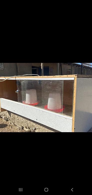 Товары и оборудование для с/х животных: Брудер для цыплят/молодняка птицы - Закрытая теплая коробка с — 2