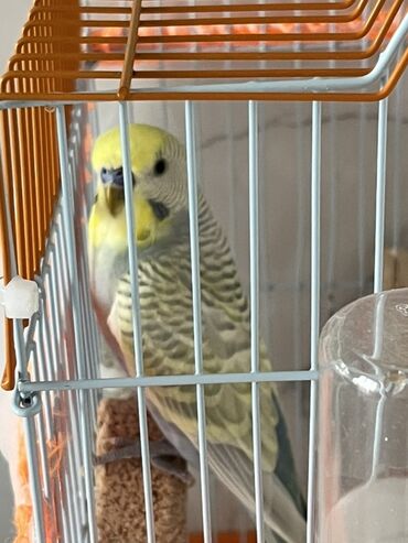 bülbül quşu satışı: Erkek tutu quşu cute burmağa hazır quşdur