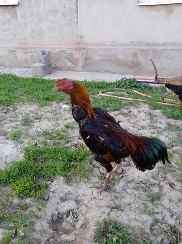 дикие птицы кыргызстана: Дакан короз сатам 3000