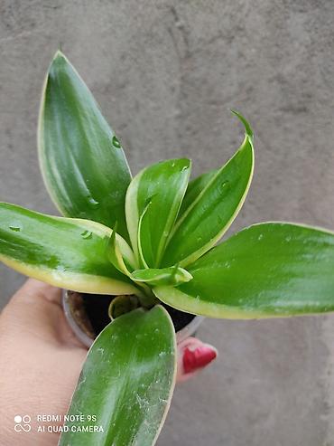 Другие товары для дома и сада: Продаю диффенбахии. Диффенбахия чистит воздух, помогая удалять из — 11