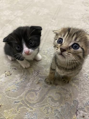 Отдам даром кошку: Отдам в хорошие руки — 1