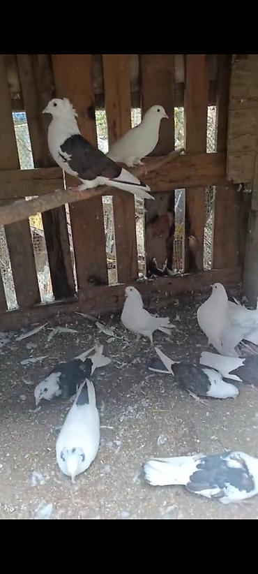 quş adları: Salam sağlam goyercinlerdi ağ quyruqlar 8 manat qalanlari 5 manat — 2