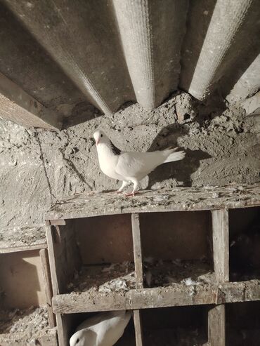 Göyərçinlər: Salam quş dar satlır tam saglam usdu usdə 7m — 1