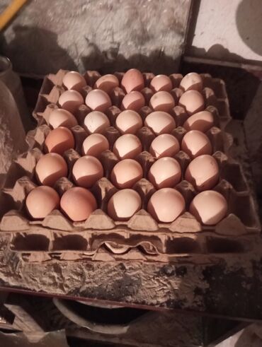 яйца фазанов: Адлер жумуртка инкубацыйоны