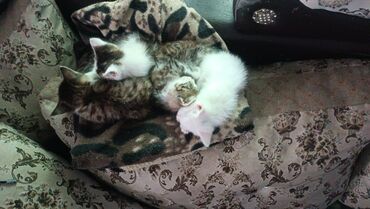 Отдам даром кошку: 3 месяца, Девочка