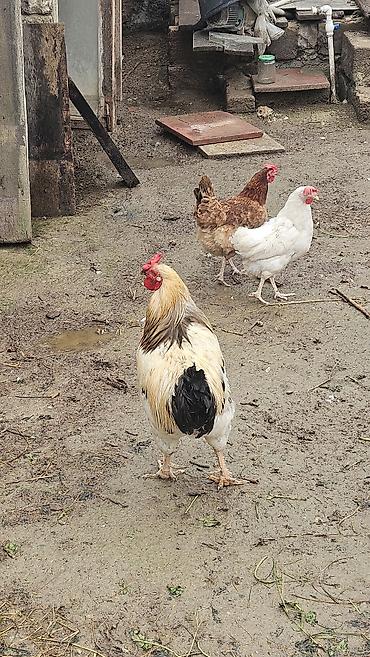 ev kalonkasi: Saglam ev seraitinde saxlanilmis 1 illik Xoruzlar — 4