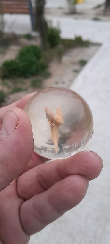 mermer balığı rusca: Antik akula dişi.natural
Şəffav kűrənin icində — 2