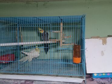купить яйцо перепелиное инкубационное: Попугай корелла, также известный как. нимфовый попугай, является