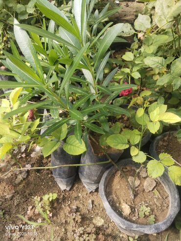 Ağaclar: Satılır: dekorativ bitkilər toplusu - Gül kolları (mini/çalı tipli) – — 30