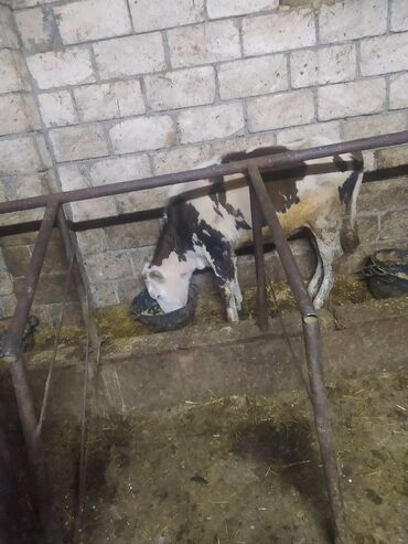 Inəklər, öküzlər: 30 ədəd inək, 16 düyə 26 dişi dana, 5 erkək dana,3 buzov satilir — 11