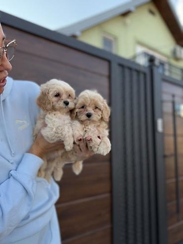 pomeranski špic beli: Maltipoo vrhunske genetike u registrovanoj odgaivacnici Bahu Djokovic — 2