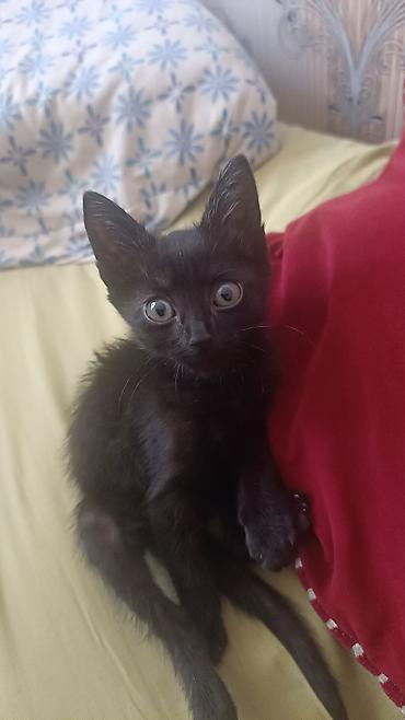 чёрные кошки: Кошка даром: Беспородная, 2 месяца, Мальчик, Приучена к лотку, Проглистована — 1