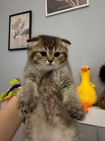 Кошки: Шотландская — 1