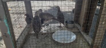 cins ineklerin satisi: Qafqaz qırqovulu 3 eded satilir tam sağlam heyvanlardi 2 ayliqdir