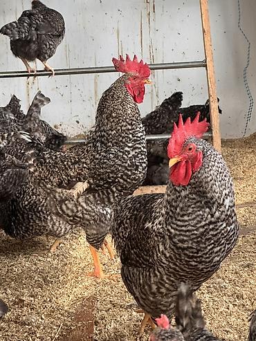 Toyuqlar: Toyuq, Damazlıq, Ödənişli çatdırılma — 2