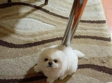 Pişiklər: Britan yastı qulaq, Erkək, Dişi, Yaxşı əllərə, Ünvandan götürmə, Pulsuz çatdırılma, Ödənişli çatdırılma — 52