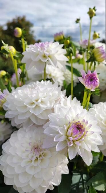 купить луковицы тюльпанов из голландии: Калемчелер гүлдүн