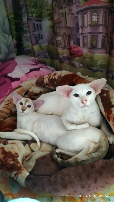 Продажа кошек: Ориентальная, 2 года, Девочка, Белый, Кастрирована, Приучена к лотку, Проглистована — 5