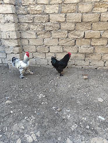 brama toyuqları: Курица, Brama, Для разведения — 3