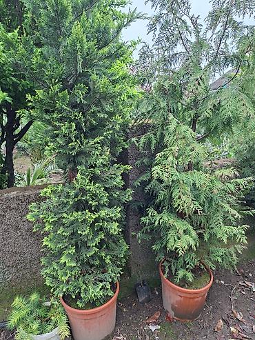 Ağaclar: Ağac, gullerin satişi — 4