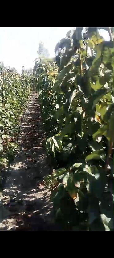 epimedium bitkisi satisi: Meqsedimiz Düzgün Ting SeçimiDüzgün əkinPesekar yanaşma ile uzun — 3