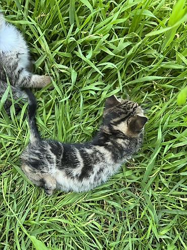 Продажа кошек: 🐾 Очаровательные котята ищут дом! 4 пушистых малыша готовы подарить — 9