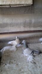 домашние куры купить: Продаю молодых голубей игра лет один штука стоит пятьсот сом