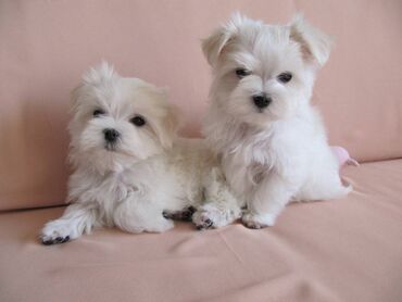 Psi: , Von House Petronijevic Ub, odgajivačnica FCI 5708. Maltezer mini — 2