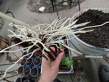 Виноград: Саженцы винограда. Пино, каберне, кишмыш, мцванни, ркацетелли — 5