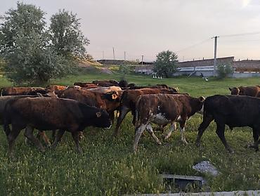 Коровы, быки: Продаю | Бык (самец) — 1