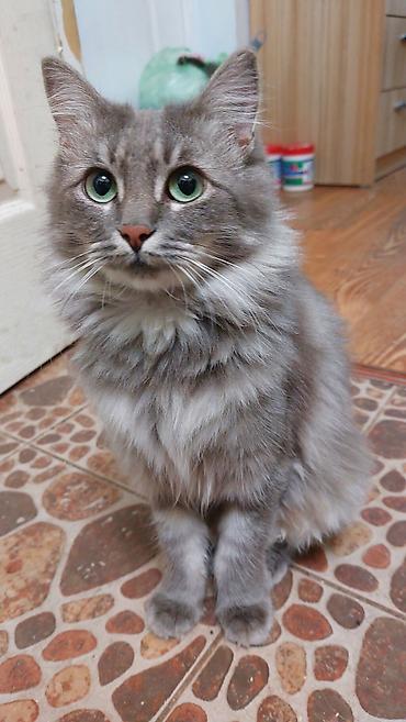 возьму кота: 🐾 Ищем дом для молодой кошечки.🐾 Молоденькая кошечка, до года, уже — 2
