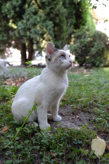 отдам животных в хорошие руки: Кошка даром: Сиамская, 6 месяцев, Девочка