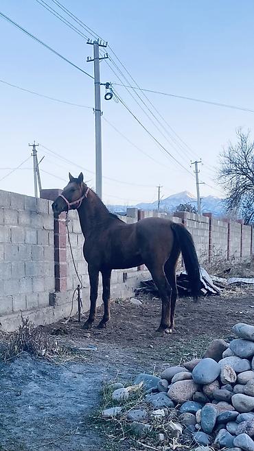 Лошади, кони: Продаю | Конь (самец) | Полукровка — 6